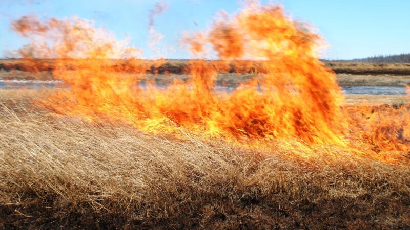 Травяные палы. Самая явная причина природных пожаров